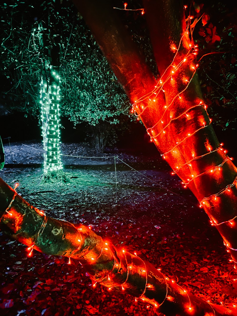 Red and green lights at The Northampton Winter Light Trail at Delapré Abbey 